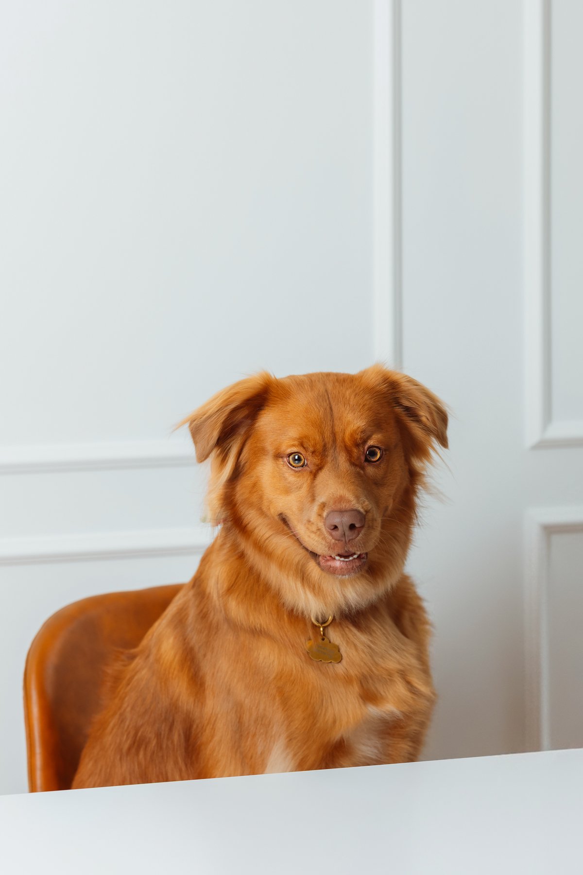 Dog photos in studio boston-3 Dog photos in studio boston-3