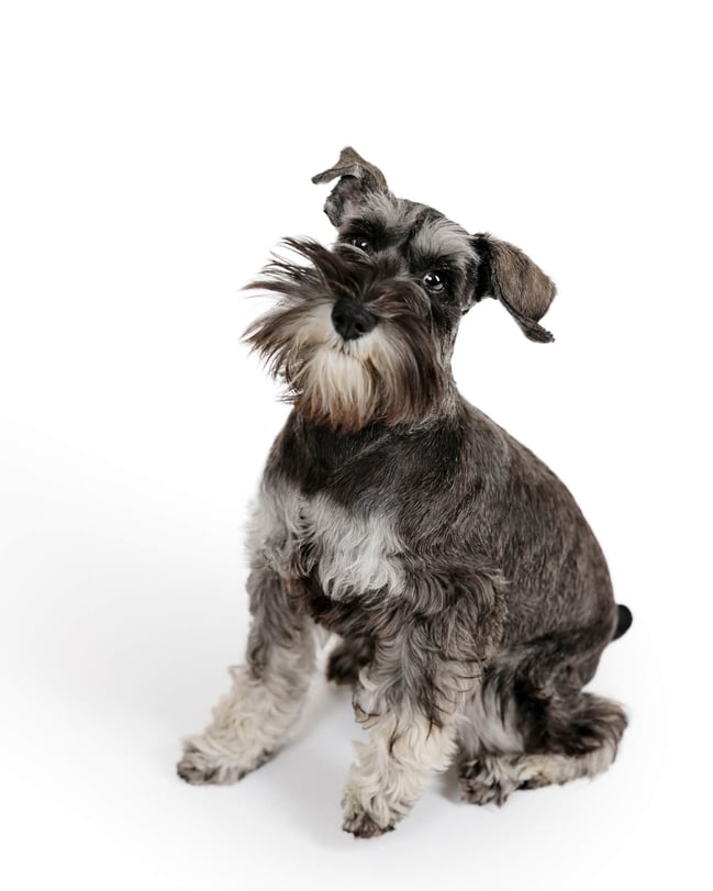 Dog portrait at Studio in Lexington, Massachusetts-4