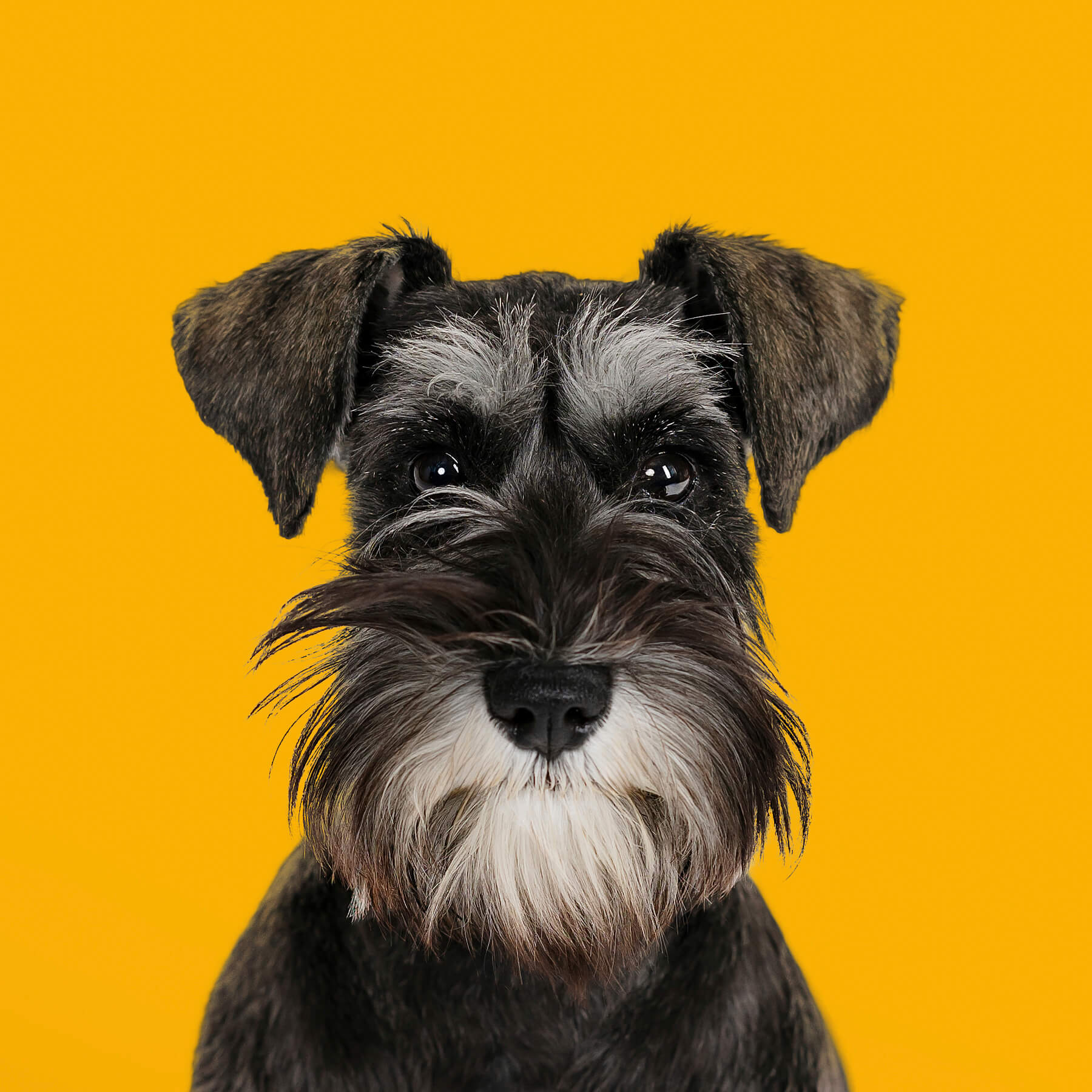 Dog portrait at Studio in Lexington, Massachusetts-5 Dog portrait at Studio in Lexington, Massachusetts-5