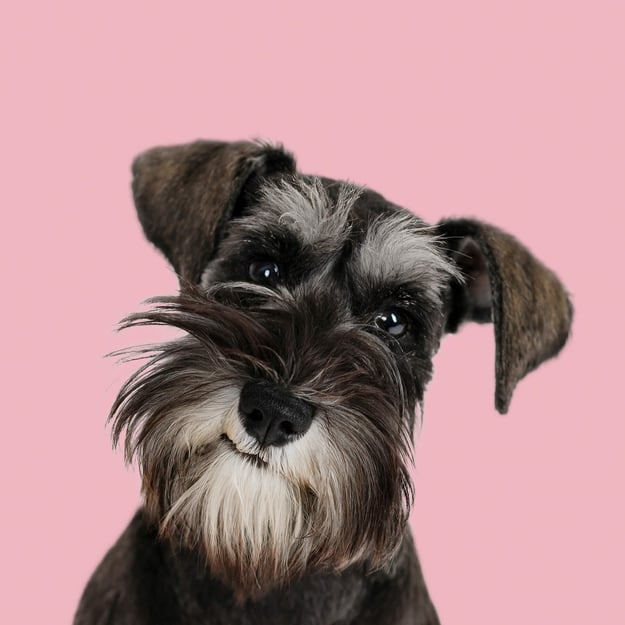 Dog portrait at Studio in Lexington, Massachusetts-7