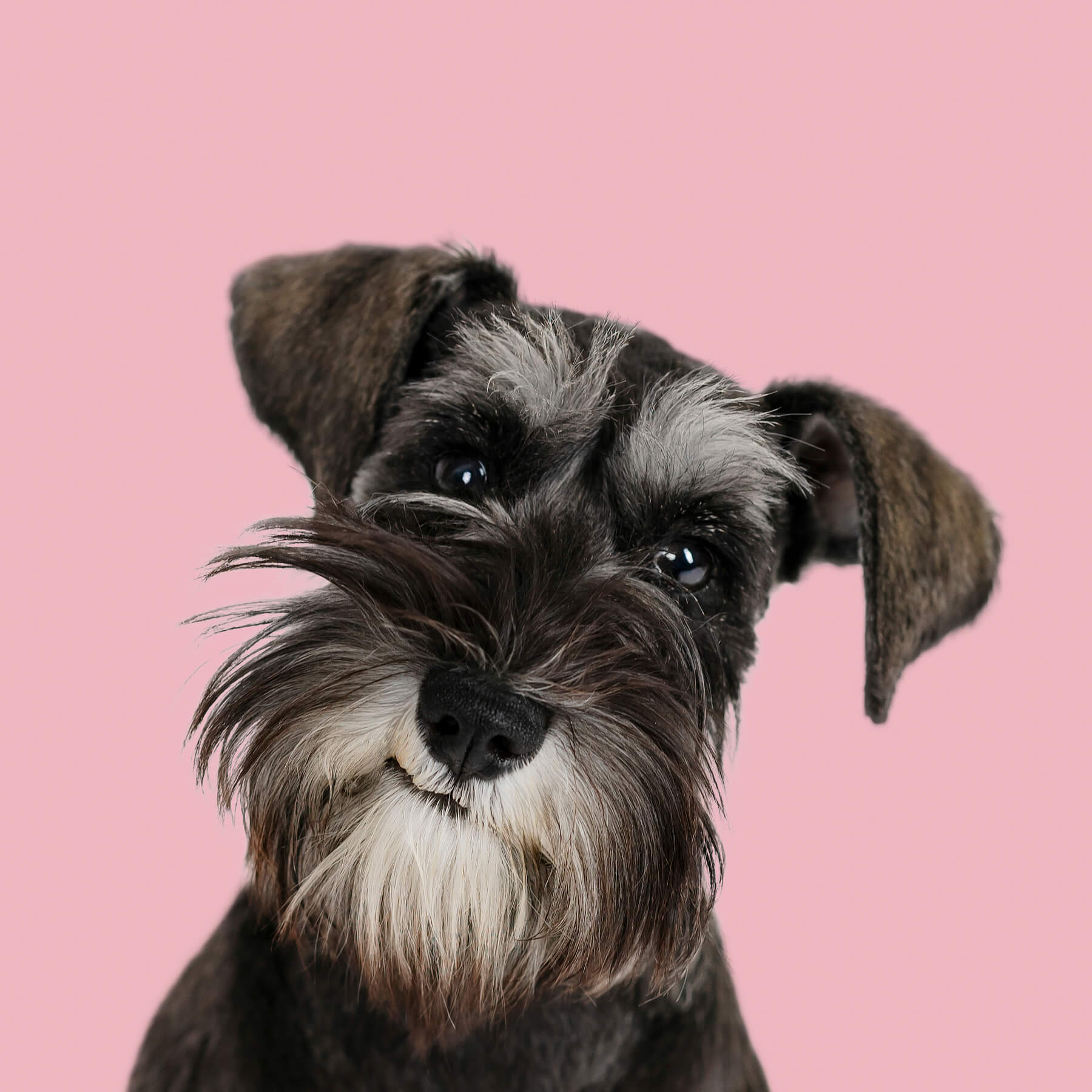 Dog portrait at Studio in Lexington, Massachusetts-7 Dog portrait at Studio in Lexington, Massachusetts-7