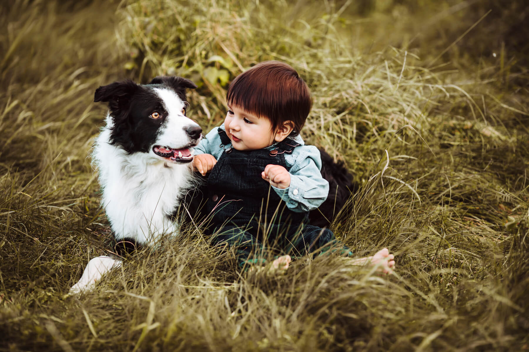 Dog portrait outdoor in Boston, Massachusetts-11