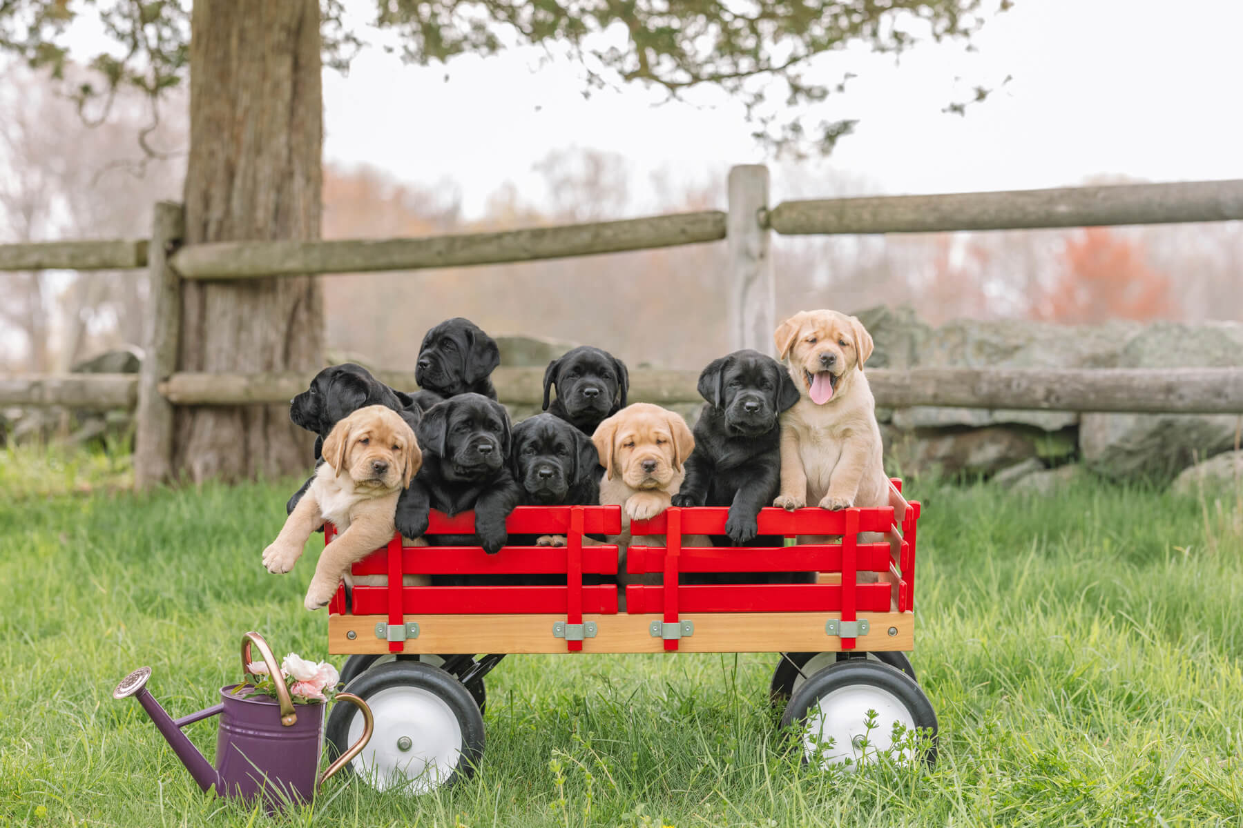 Dog portrait outdoor in Boston, Massachusetts-34