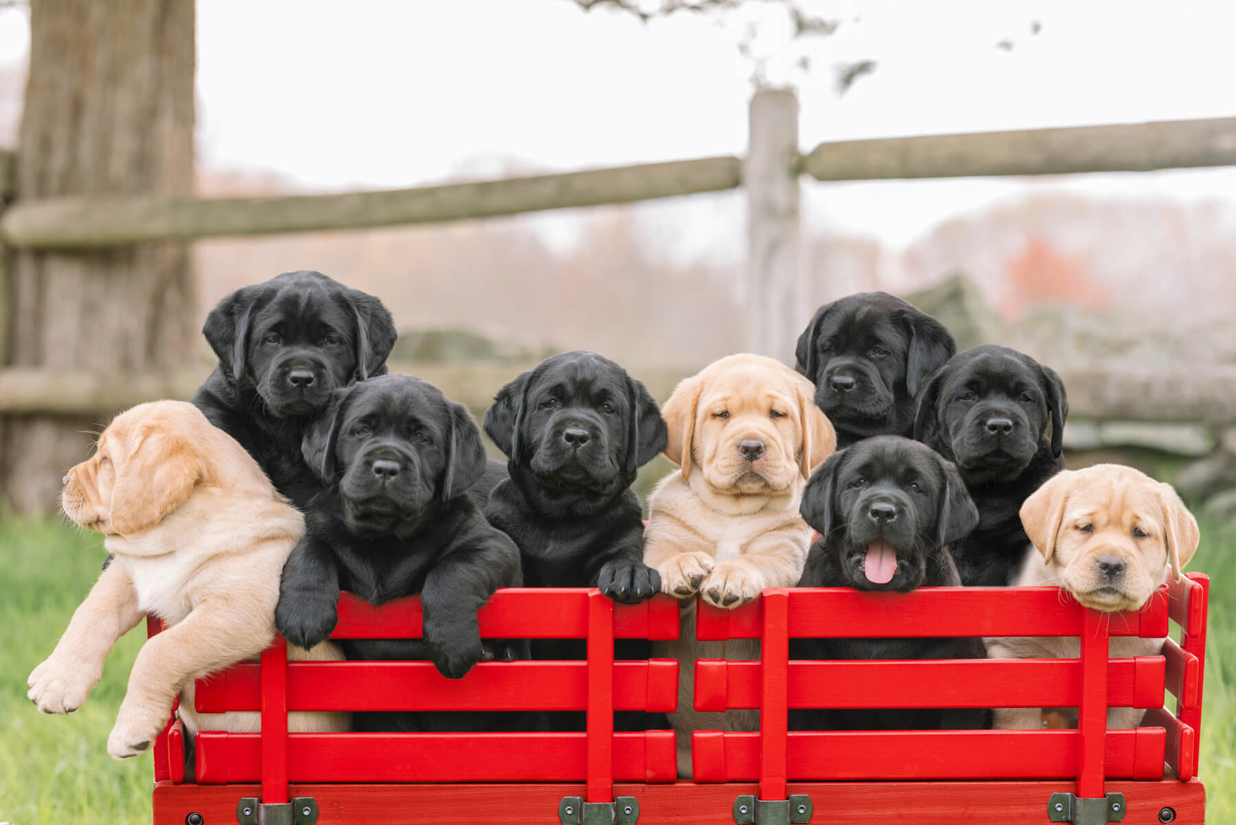 Dog portrait outdoor in Boston, Massachusetts-35