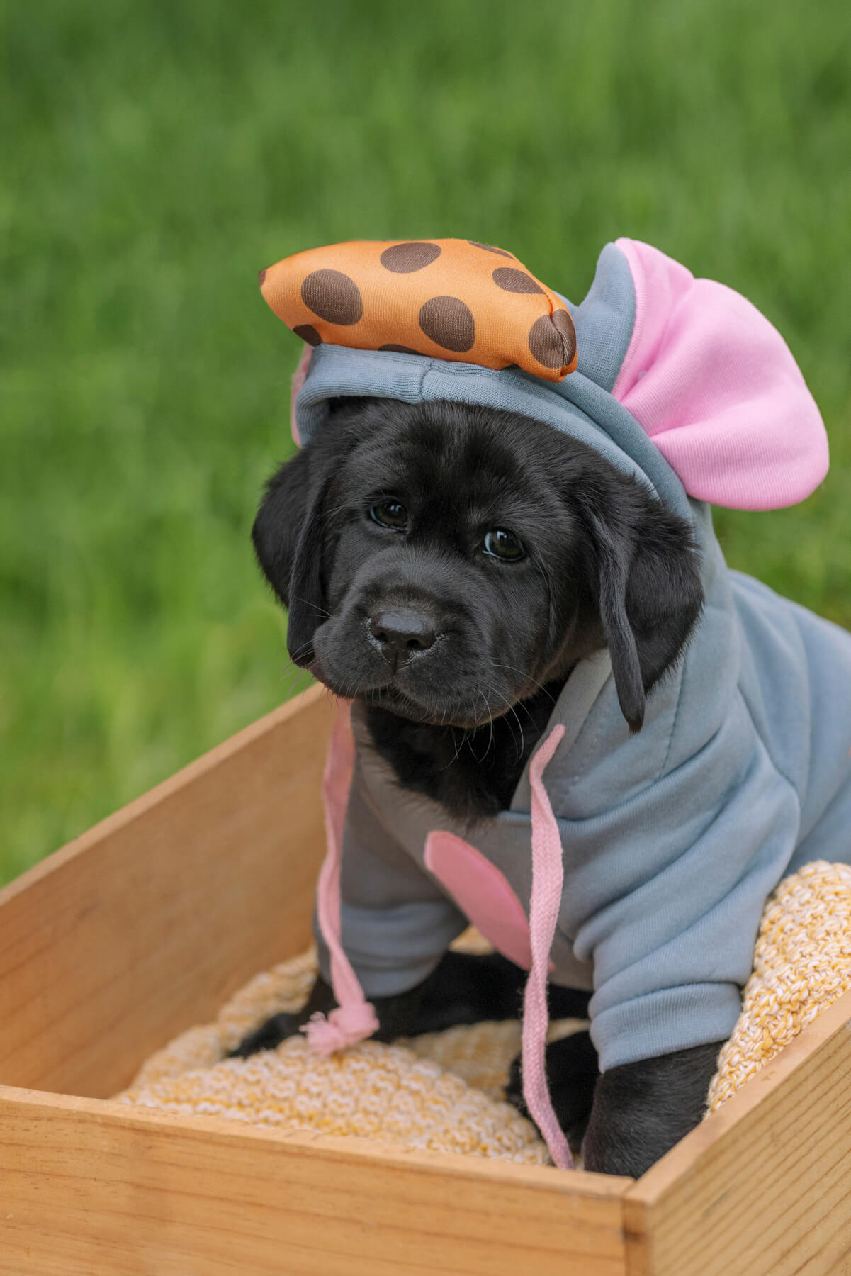 Dog portrait outdoor in Boston, Massachusetts-39