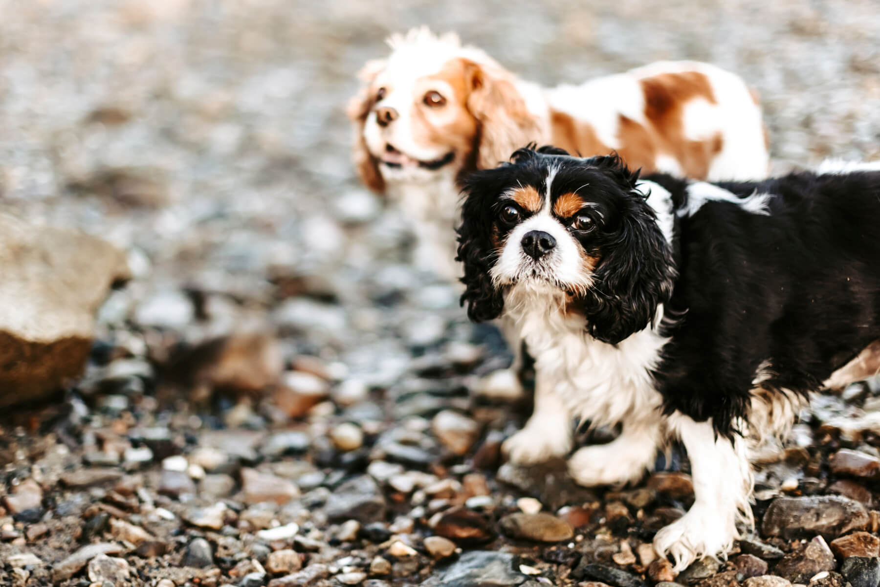 Dog portrait outdoor in Boston, Massachusetts-6
