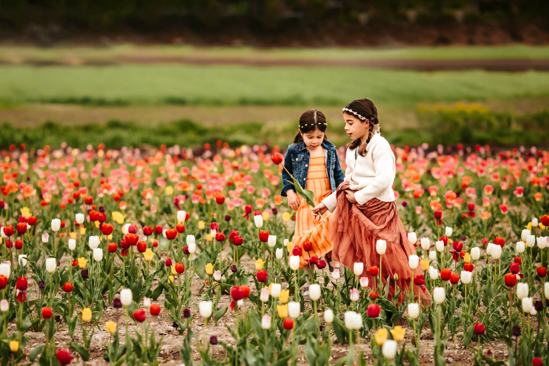 Family portraits in Spring on Wilsons Farm Tulip festival in Lexington