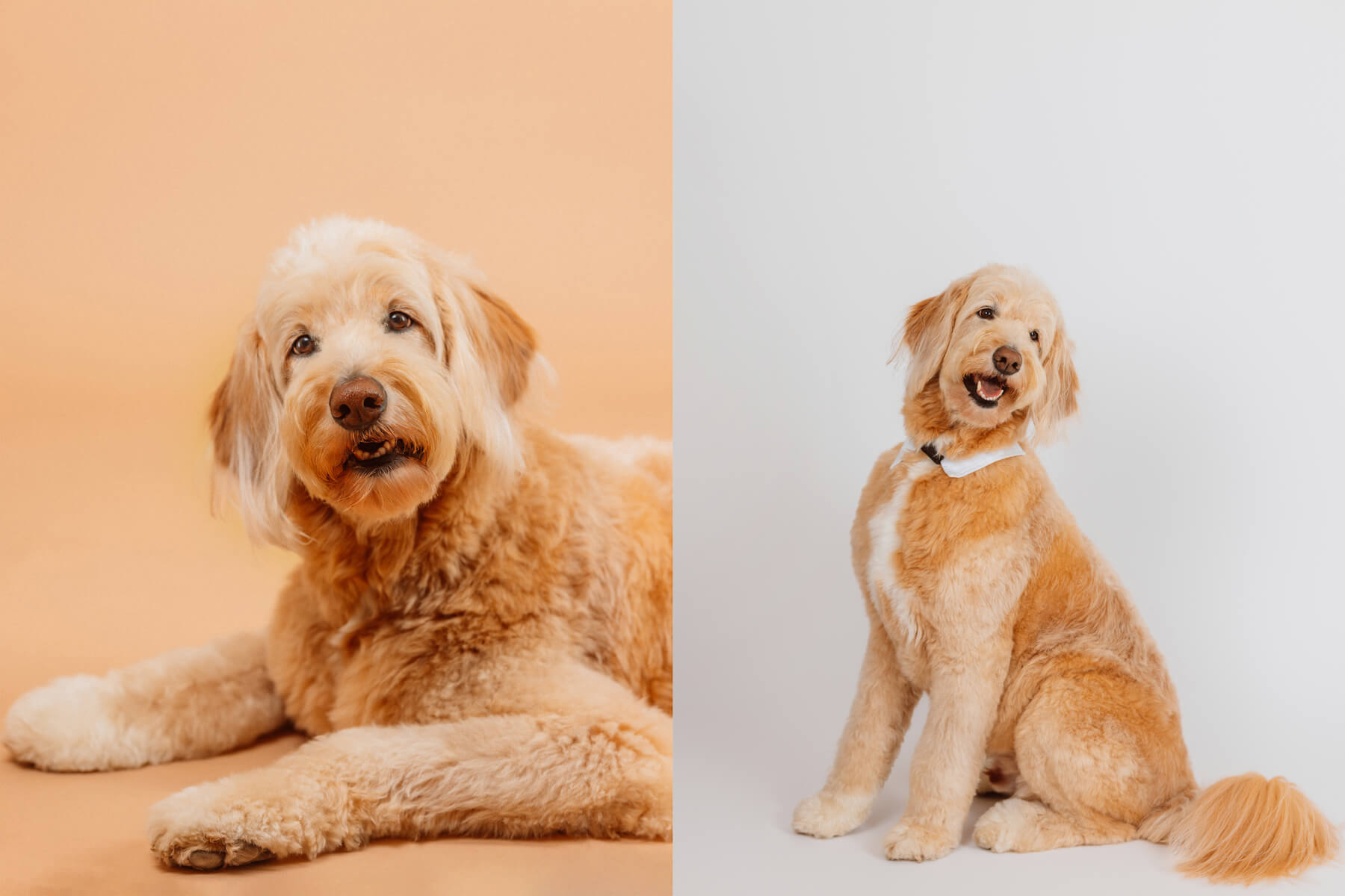 dog collage in studio boston massachusetts (1)