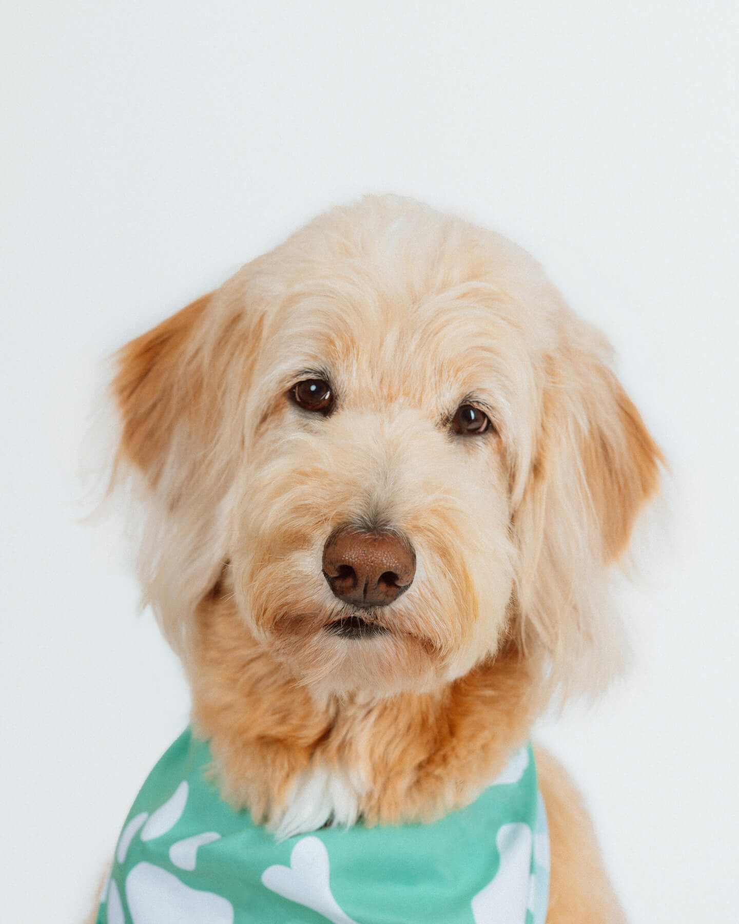 dog studio portrait in boston-3 dog studio portrait in boston-3