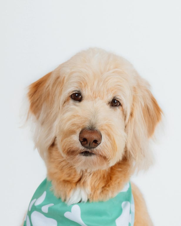 dog studio portrait in boston-3