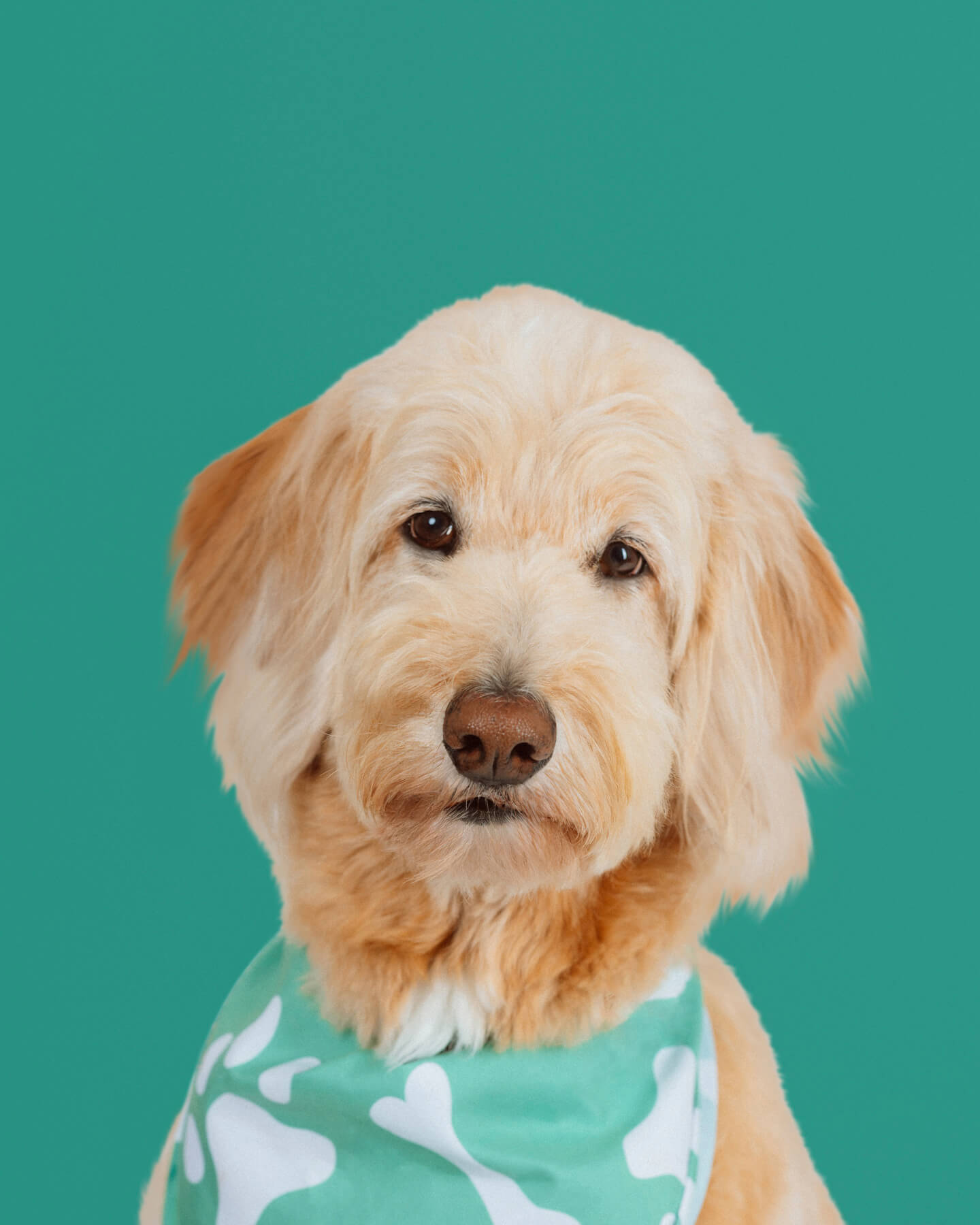 dog studio portraits boston lexington-2 dog studio portraits boston lexington-2
