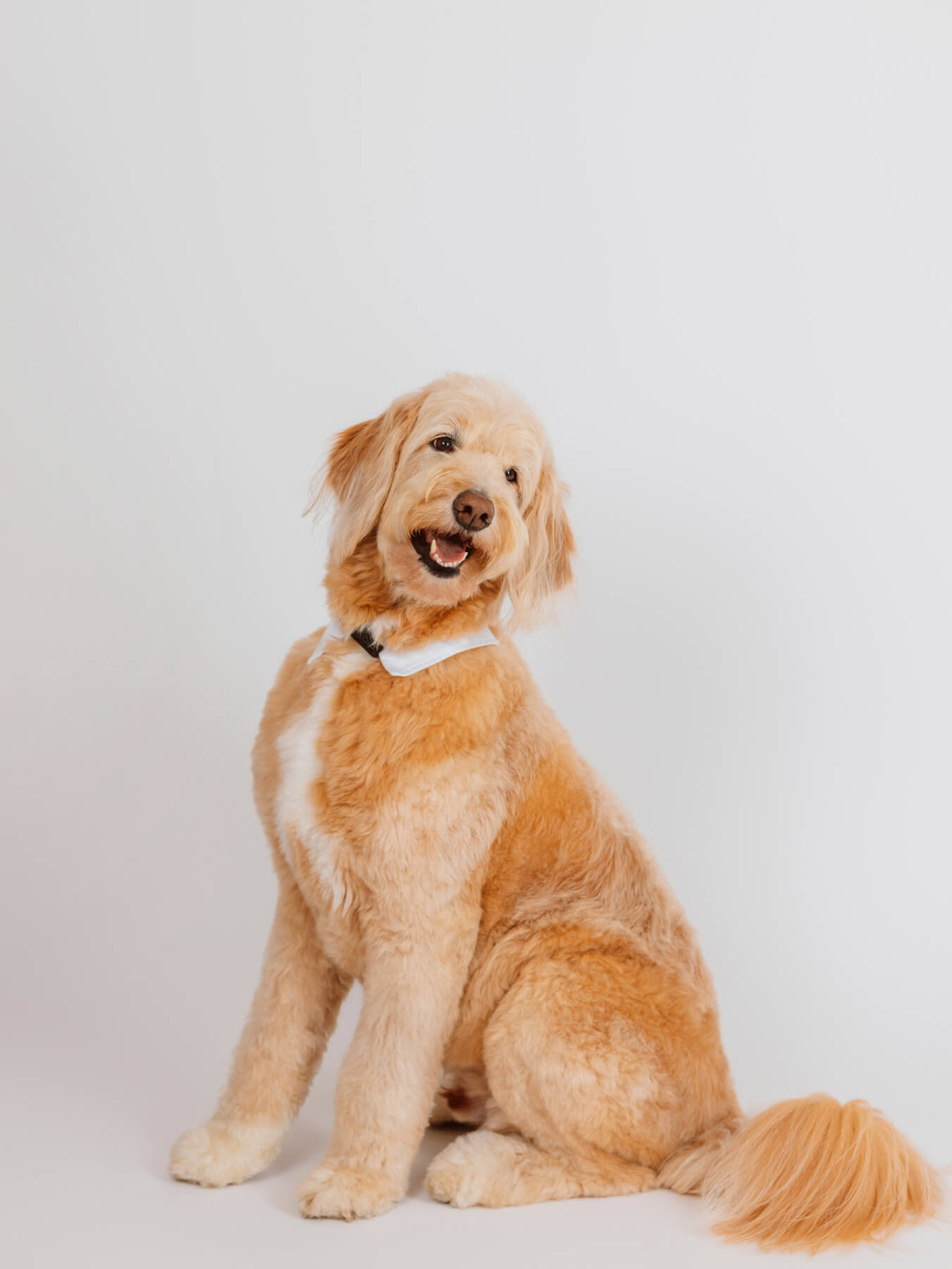 dog studio portraits boston lexington-7 dog studio portraits boston lexington-7