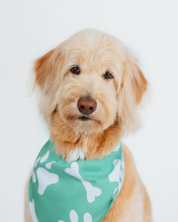 studio dog portrait in boston lexington-2