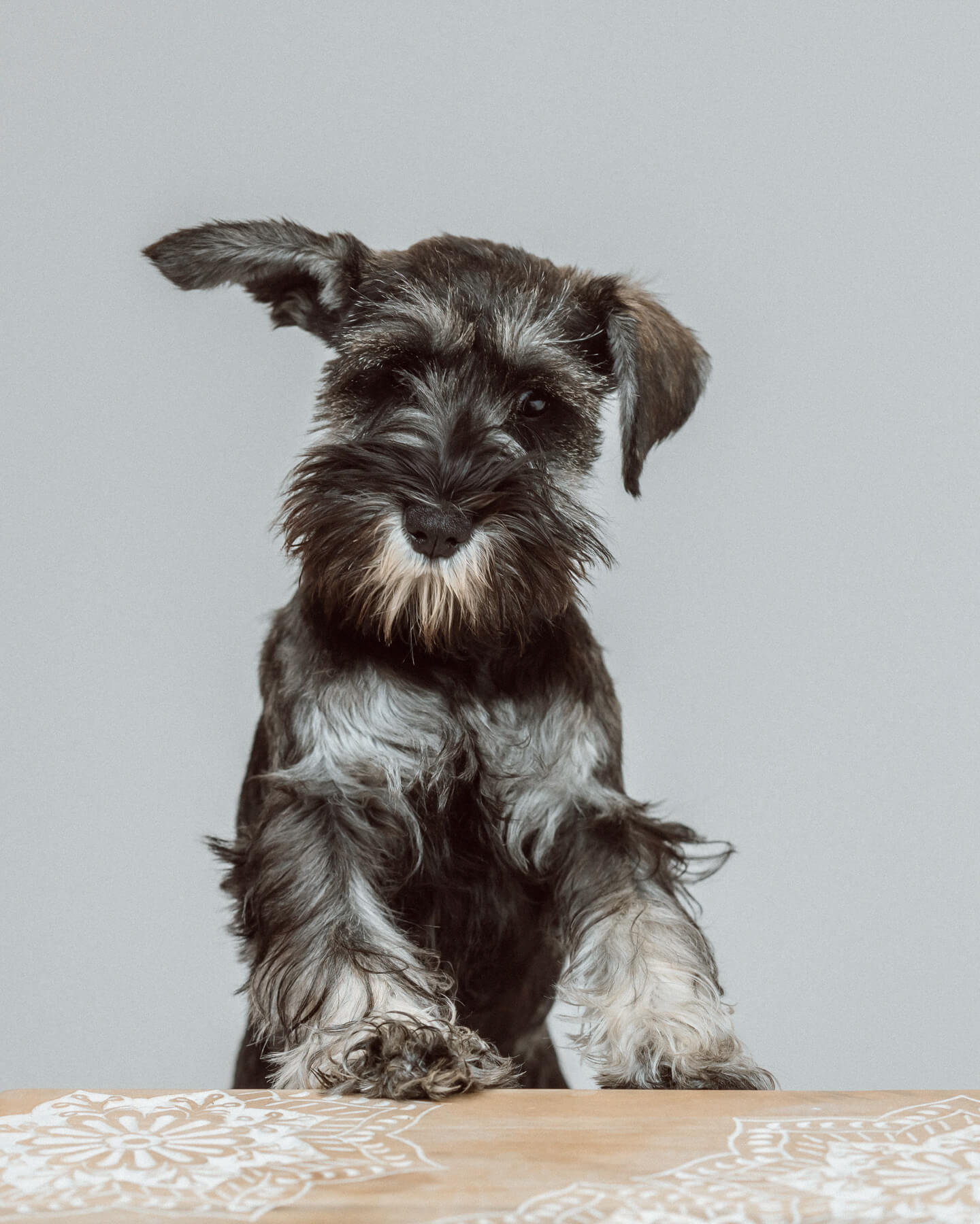studio dog portrait in boston lexington-3